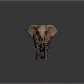 African Elephant With Large Ears Long Tusks And Rough Skin Standing On Gray Background