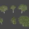 Dacaea shrub tree combination African tree Dacaea tree combination Tropical shrub tree Dacaea tree combination 3d model