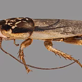 Detailed Close Up View of Brown Winged Flying Insect With Textured Body and Antennae