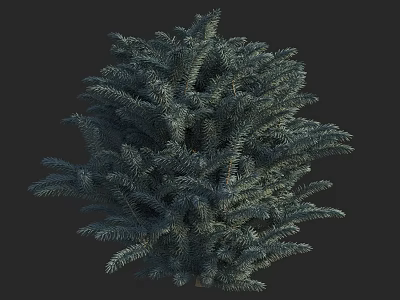 Lush Evergreen Arbor With Dense Green Needles For Garden Landscape Decoration 3d model