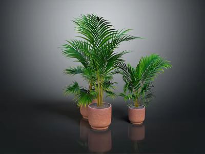 Green Palm Plants In Terracotta Pots On Dark Indoor Background 3d model