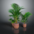 Green Palm Plants In Terracotta Pots On Dark Indoor Background