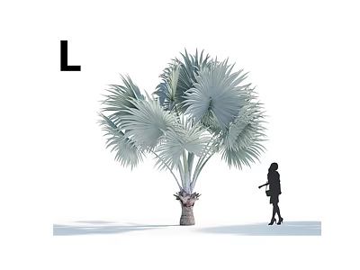Large Palm Arbor With Wide Fronds And Person Standing Nearby 3d model
