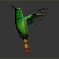 Modern Hummingbird Birds 3d model