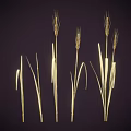 Golden Wheat Ears And Green Grass Standing On Dark Background Scene