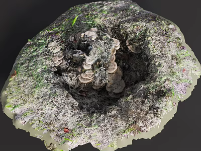 Natural Arbor Tree Base Surrounded By Moss Fungi And Green Vegetation 3d model