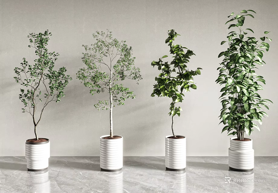 Different Types of Bonsai Potted Plants in White Planters for Indoor Decor 3d model 