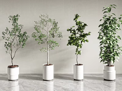 Different Types of Bonsai Potted Plants in White Planters for Indoor Decor 3d model