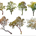 Arbor Trees Various Species With Colorful Foliage And Different Growth Forms Isolated On White Background