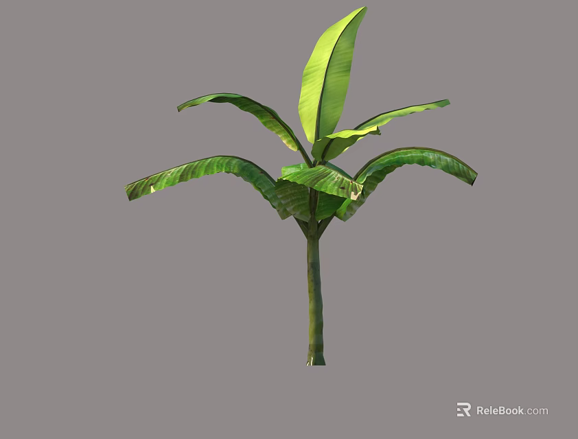 Tropical Tree With Large Green Leaves And Sturdy Trunk In Isolated View 3d model 