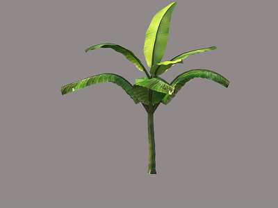 Tropical Tree With Large Green Leaves And Sturdy Trunk In Isolated View 3d model