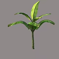 Tropical Tree With Large Green Leaves And Sturdy Trunk In Isolated View