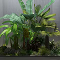 Indoor Green Plants With Broad Banana Leaves And Palm Leaves Against Gray Wall Background
