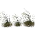 Decorative Ornament Set With Tall Grass Plants And Female Silhouette For Interior Decor