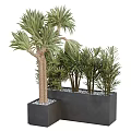 Bonsai Potted Plants With Green Foliage In Square Black Containers And Decorative Pebbles