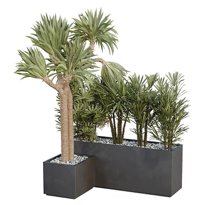 Bonsai Potted Plants With Green Foliage In Square Black Containers And Decorative Pebbles 3d model