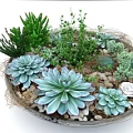 Colorful Bonsai Potted Plants with Various Succulents Green Plants and Decorative Stones