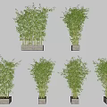 Different Bamboo Potted Plants With Green Foliage In Decorative Containers For Indoor Decor