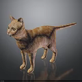 Striking Orange Tabby Cat Standing On Shiny Surface With Black Background