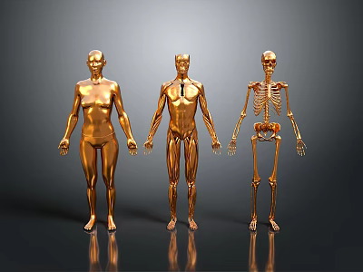 Golden Anatomical Human Figures Displaying Organ And Skeleton Structures In Detailed Visualization 3d model