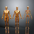 Golden Anatomical Human Figures Displaying Organ And Skeleton Structures In Detailed Visualization