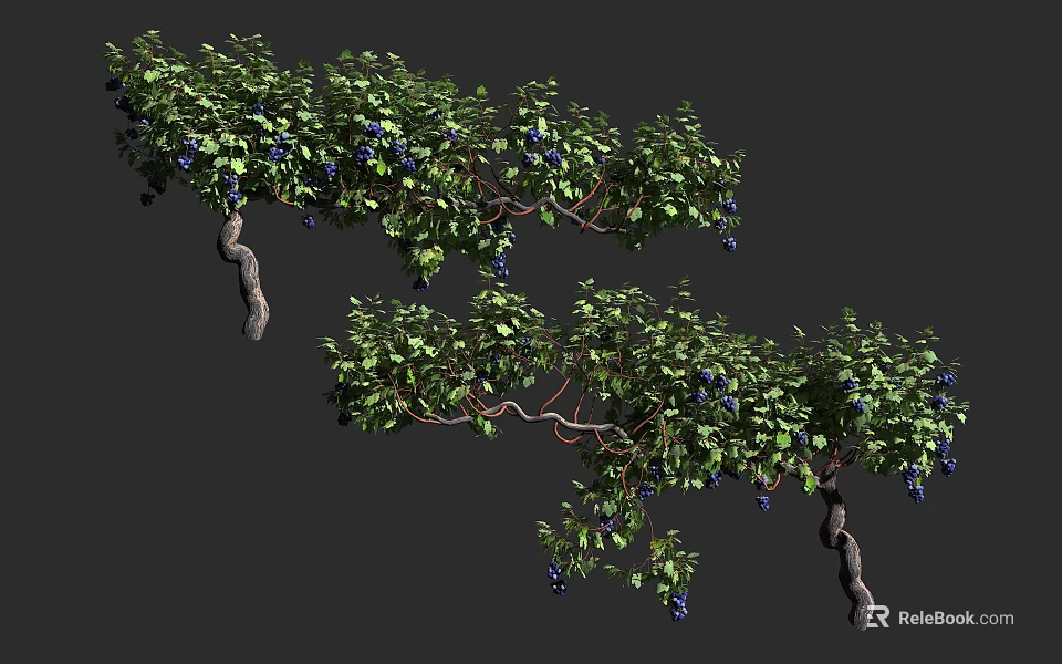 Lush Twisted Vine With Green Leaves Purple Fruits And Hanging Branches 3d model 