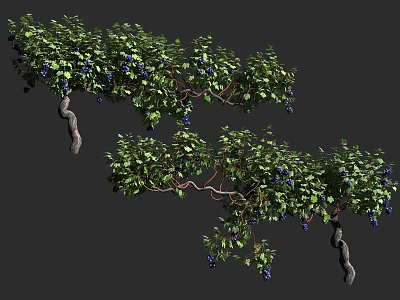 Lush Twisted Vine With Green Leaves Purple Fruits And Hanging Branches 3d model