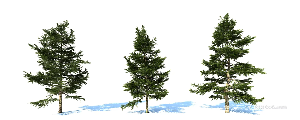 Tall Evergreen Arbor Trees with Lush Green Foliage Standing in a Row with Shadows 3d model 