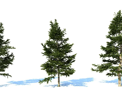 Tall Evergreen Arbor Trees with Lush Green Foliage Standing in a Row with Shadows 3d model