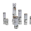 Natural Birch Tree Trunks With Various Heights White Bark And Black Textures 3d model