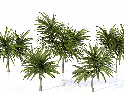 Multiple Arbor Trees With Lush Green Foliage For Garden Landscaping Design 3d model