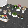 succulent potted plant combination tabletop green plant succulent potted cactus 3d model