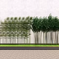 Row of Tall Trees With Various Species Against Light Colored Wall And Grass Paved Ground