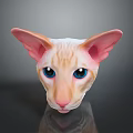 Sphynx Cat Head Close-Up With Large Ears Blue Eyes And Pink Nose Light-Colored Skin