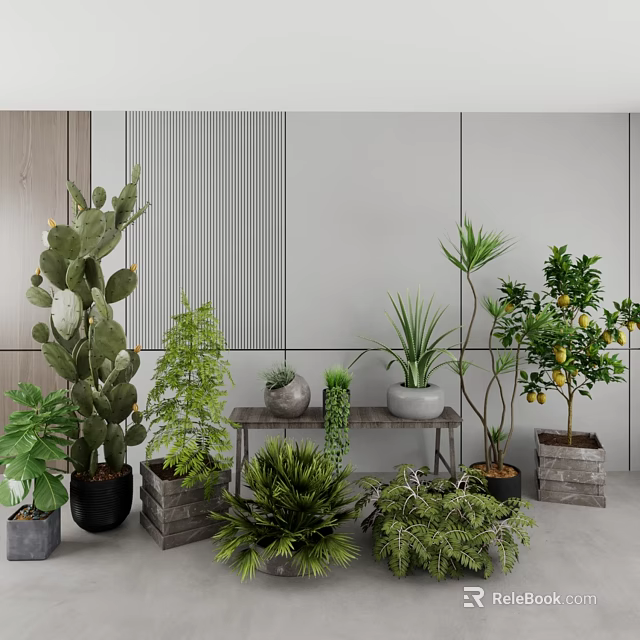 Indoor Potted Bonsai Plants Arrangement With Cactus Green Plants Lemon Tree On Wooden Table 3d model 
