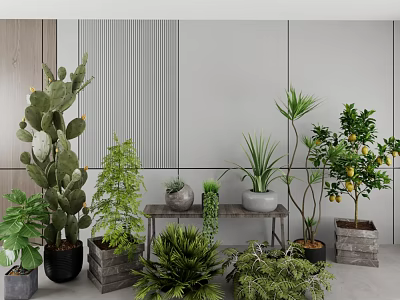 Indoor Potted Bonsai Plants Arrangement With Cactus Green Plants Lemon Tree On Wooden Table 3d model