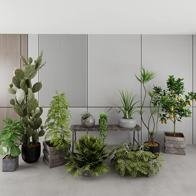 Indoor Potted Bonsai Plants Arrangement With Cactus Green Plants Lemon Tree On Wooden Table 3d model