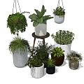 Bonsai and Potted Plants Assortment with Hanging Ceramic Pots for Indoor Decor