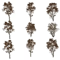 Modern autumn Acer maple deciduous tree plant Acer maple autumn plant autumn Acer maple plant yellow tree maple tree 3d model