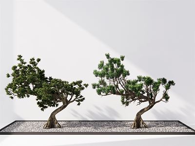 New Chinese pine plant modeling tree model