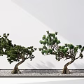 New Chinese pine plant modeling tree 3d model