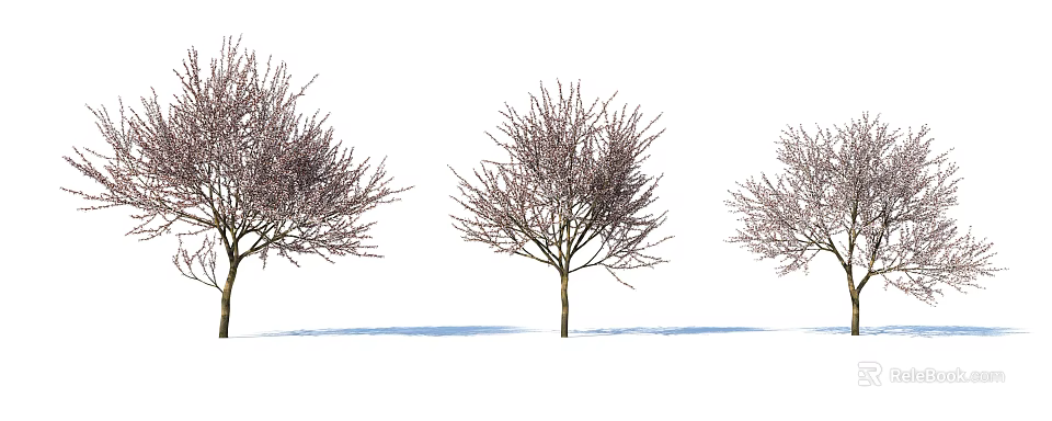 Three Bare Trees With Slender Branches Against White Background And Shadows On Ground 3d model 
