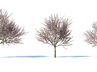 Three Bare Trees With Slender Branches Against White Background And Shadows On Ground 3d model