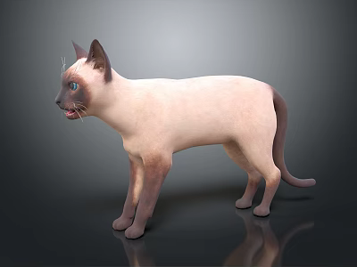 Siamese Cat With Blue Eyes Pointed Coloration Standing On Neutral Background 3d model