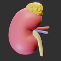 Woman's Kidney Anatomy Structure Showing Detailed Internal Organs And Vessels