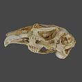 Detailed Animal Skull Anatomical Structure With Natural Bone Texture And Features 3d model