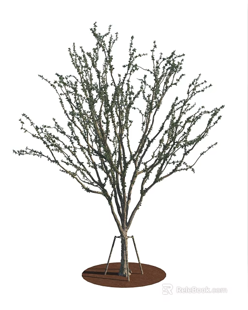 Slender Trunk Tree With Multiple Branches And Tiny Twigs In Natural Form 3d model