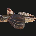 Unique Aquatic Animal Fish With Flat Head Large Eyes And Fan Shaped Fins
