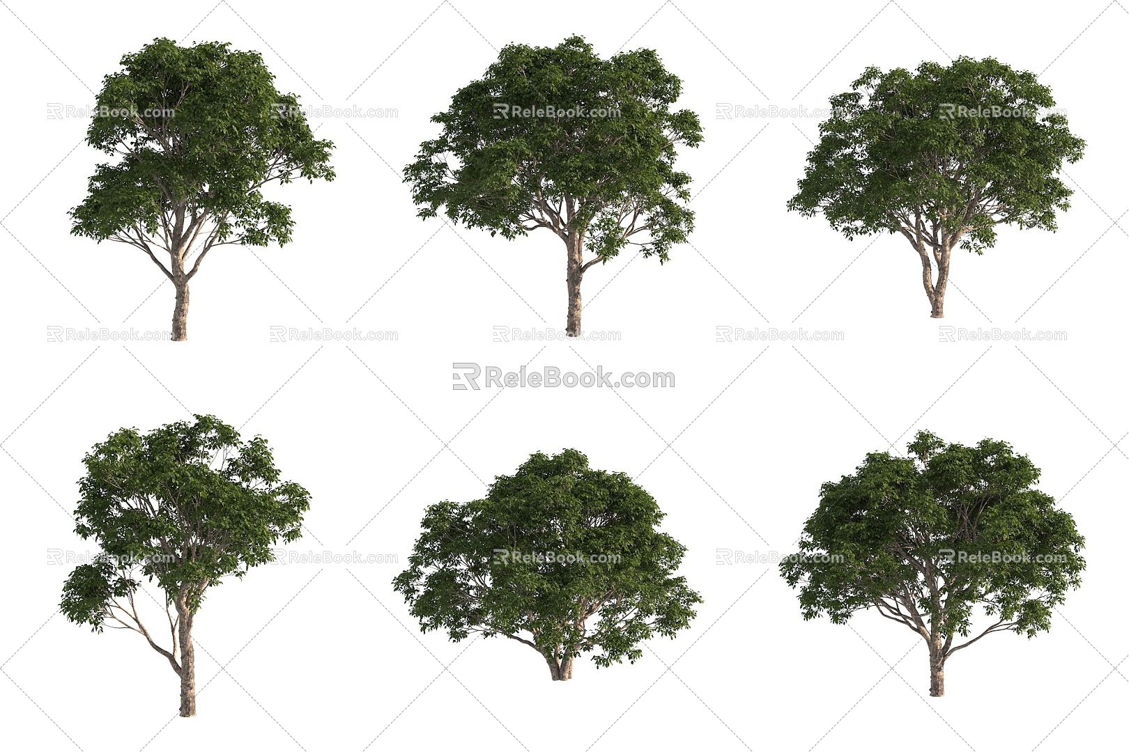 Australian giant disc wood landscape tree plants 3d model