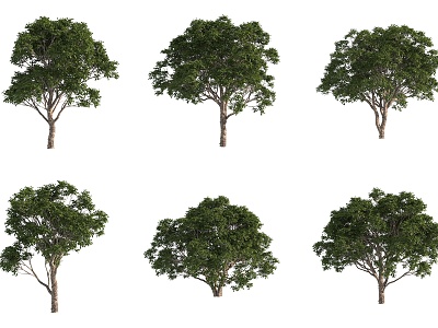 Australian giant disc wood landscape tree plants 3d model